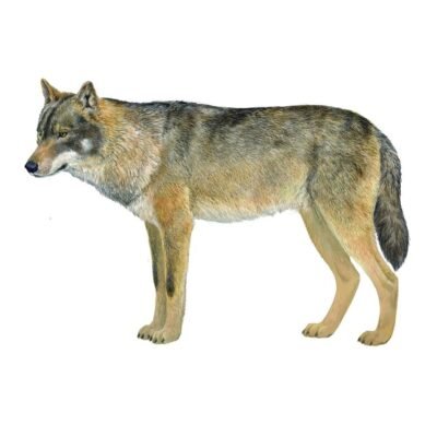 LOBO IBÉRICO canis lupus