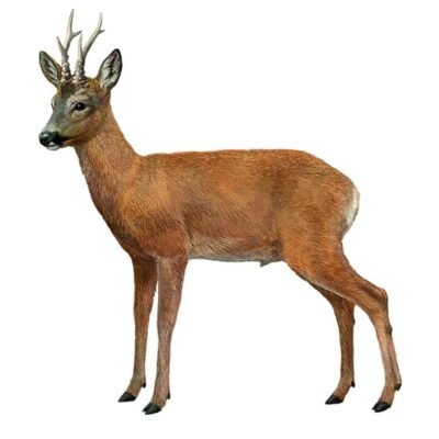 CORZO capreolus capreolus