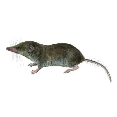 MUSARAÑA GRIS crocidura russula