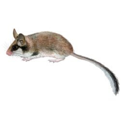 eliomys-quercinus-890