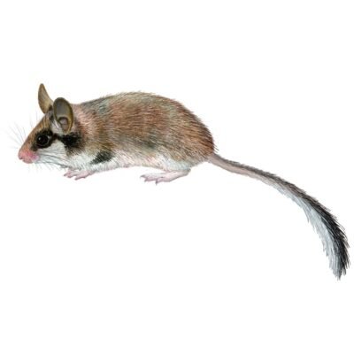 eliomys-quercinus-890