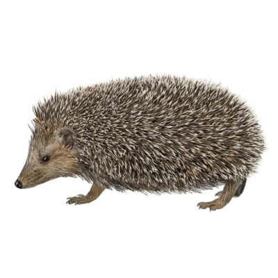 ERIZO COMÚN erinaceus europaeus