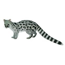 GINETA (JINETA-GATO ALMIZCLERO) genetta genetta