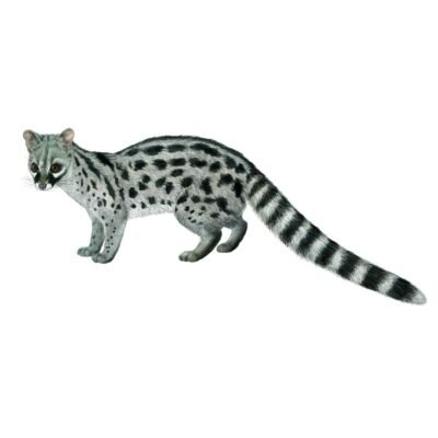 GINETA (JINETA-GATO ALMIZCLERO) genetta genetta