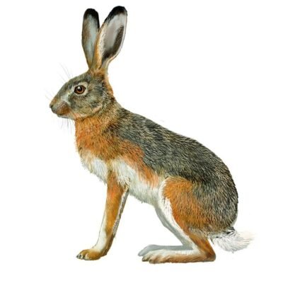 LIEBRE IBÉRICA lepus granatensis