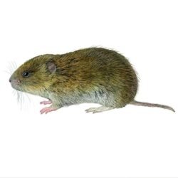 microtus-duodecimcostatus-890