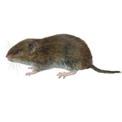 microtus-lusitanicus-890