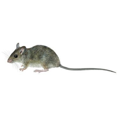 mus-musculus-890