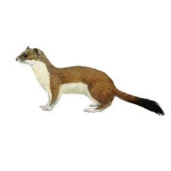 ARMIÑO mustela erminea