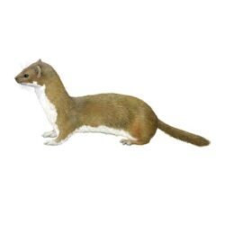 COMADREJA (MOSTOLILLA) mustela nivalis