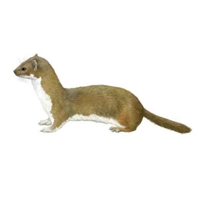 COMADREJA (MOSTOLILLA) mustela nivalis