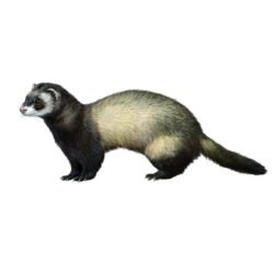 TURÓN mustela putorius