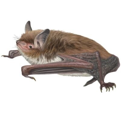 myotis-daubentonii-890