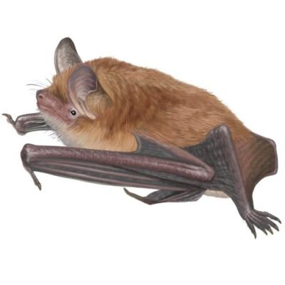 myotis-emarginatus-890