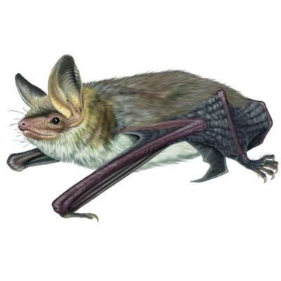 myotis-myotis-890