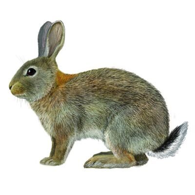 CONEJO oryctolaus cuniculus