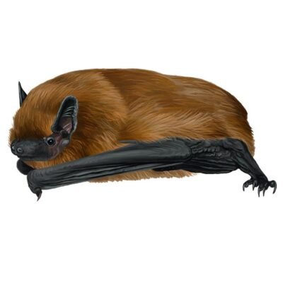 pipistrellus-pipistrellus-890