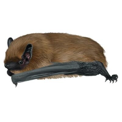 pipistrellus-pygmaeus-890
