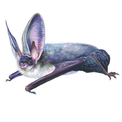 plecotus-austriacus-890