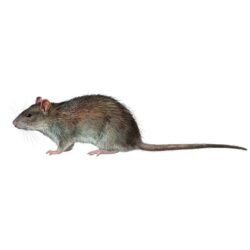 rattus-norvegicus-890