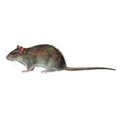 rattus-norvegicus-890