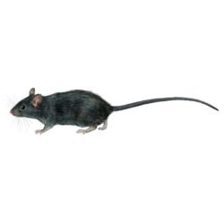 rattus-rattus-890