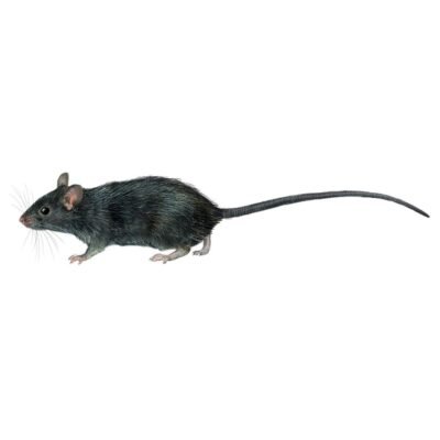 rattus-rattus-890