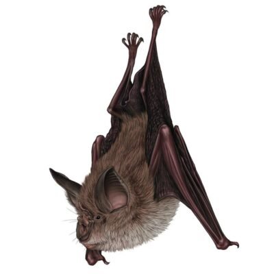 rhinolophus-ferrumequinum-890