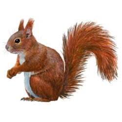 sciurus-vulgaris-vulgaris-890