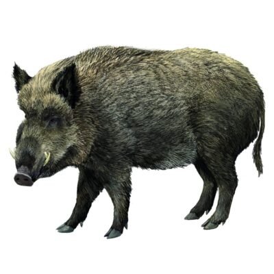 JABALÍ sus scrofa