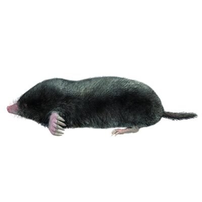 TOPO IBÉRICO talpa occidentalis