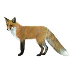 ZORRO (RAPOSO) vulpes vulpes